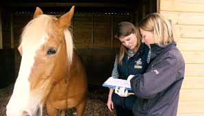 Thomason and Walters - Equine Veterinary Surgeons - Cheshire Equine Vets